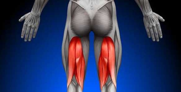 hamstring